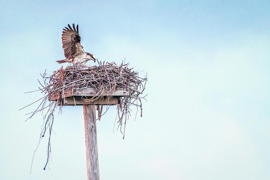 Osprey feeding Photograph by Framing Places