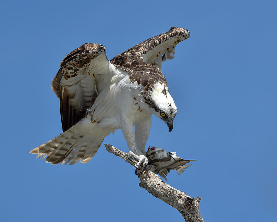 Osprey Feeding on a Fish Photograph by Artful Imagery