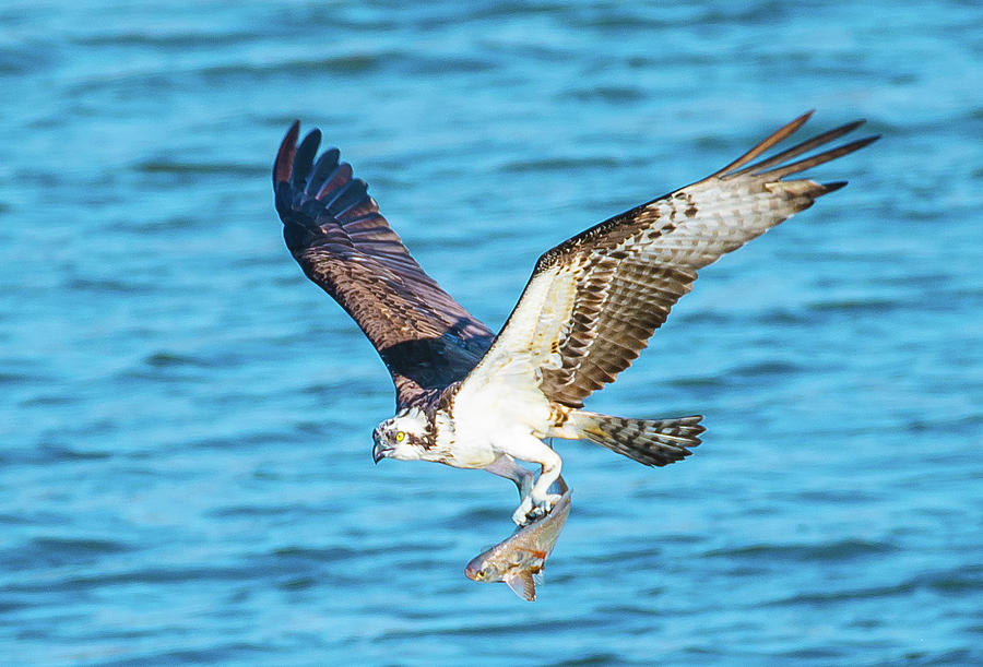 Osprey Fishing Success Photograph by Jeff at JSJ Photography