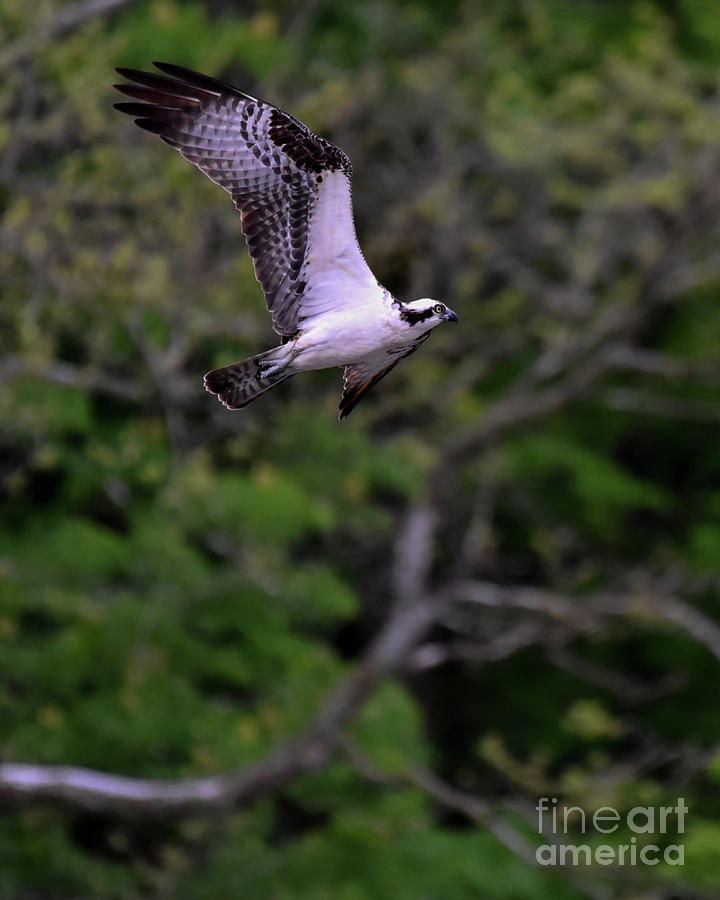 Osprey Flapping Wings in Flight by Cynthia Staley Osprey Flapping Wings in Flight by Cynthia Staley