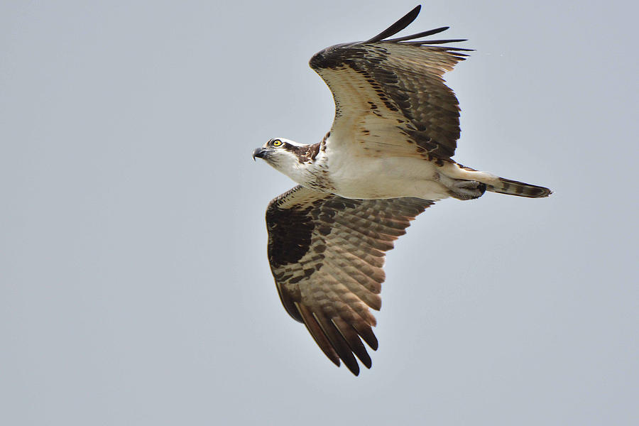 Osprey Flight Photograph by Alan Lenk