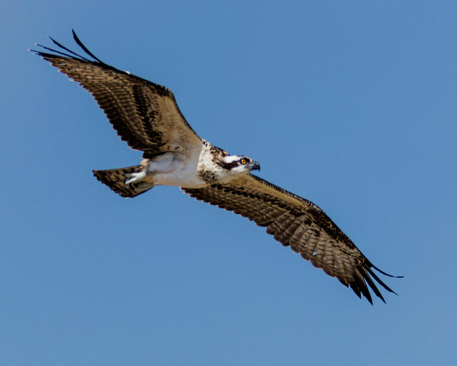 osprey flight