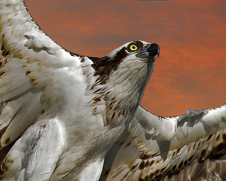 Osprey Flight Photograph by Larry Linton