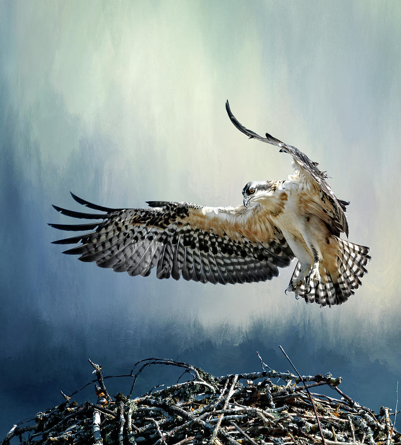 Osprey Flight School Photograph by Wes and Dotty Weber