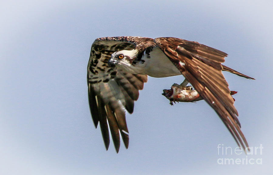 Osprey Fly-By Photograph by Tom Claud