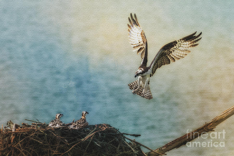 Osprey flying back to nest Photograph by Dan Friend