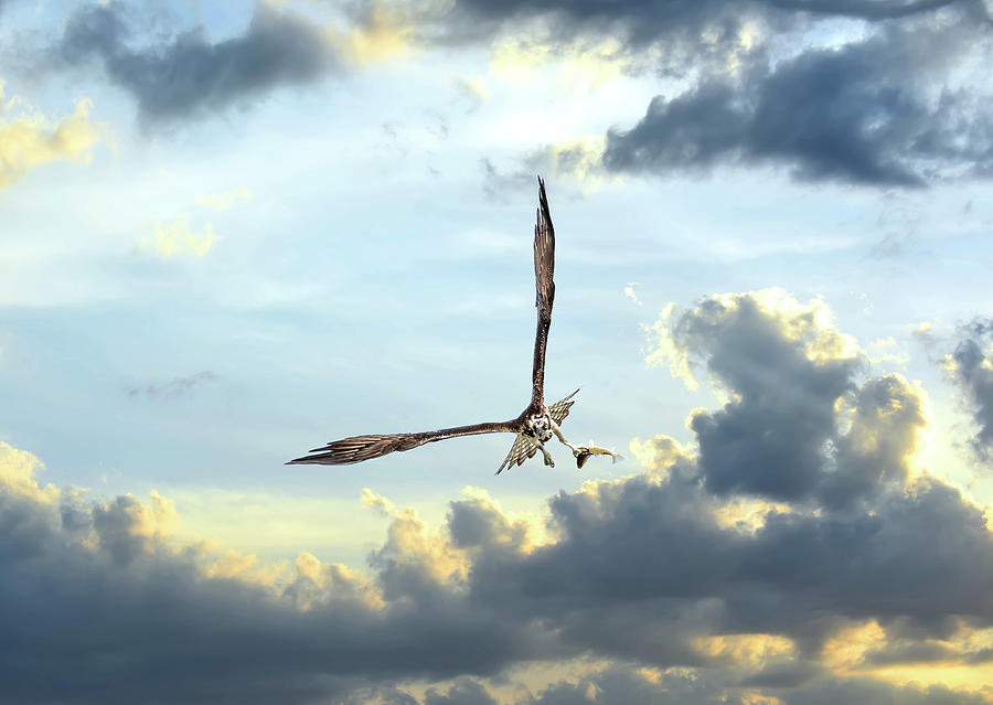 Osprey flying in clouds at sunset with fish in talons Photograph by Patrick Wolf