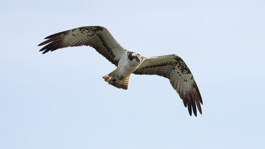Osprey Flying Photograph by Pete Walkden