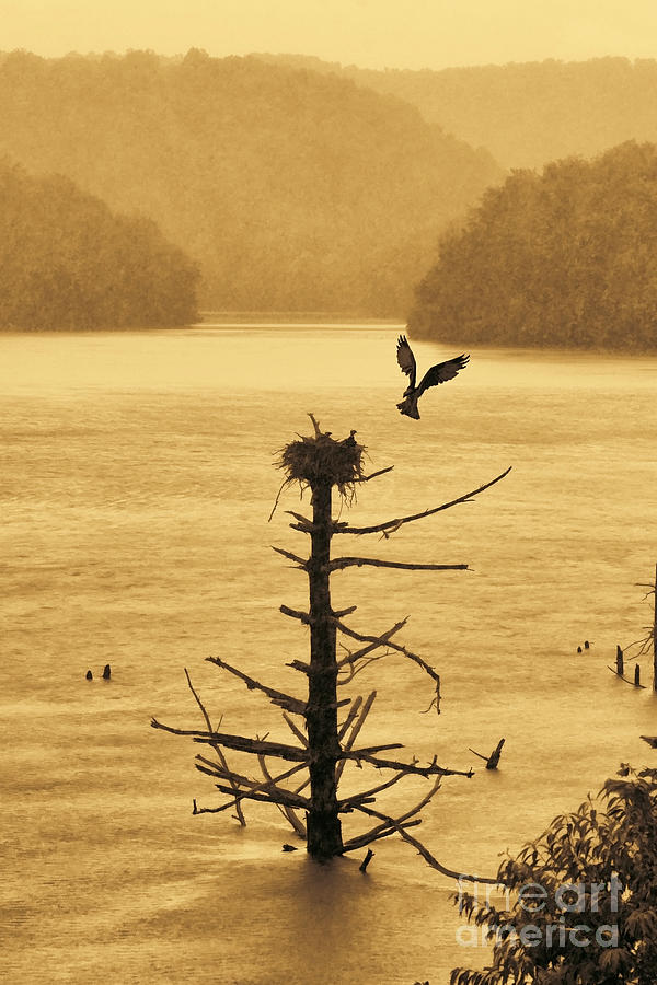 Osprey flying up to nest with food nest on old dead tree in water Photograph by Dan Friend