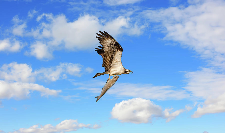 Osprey flying with a large fish in talons in the clouds Photograph by Patrick Wolf