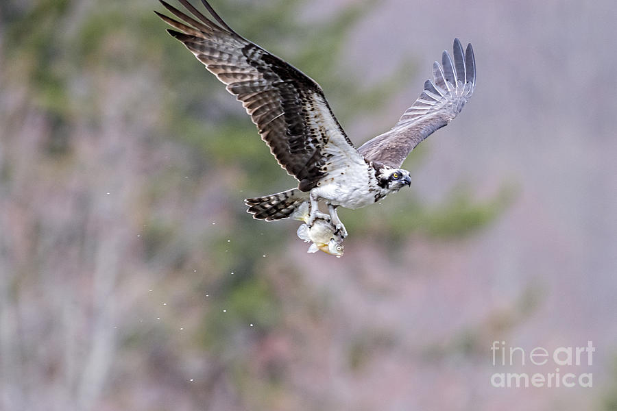 Osprey flying with fish caught Photograph by Dan Friend
