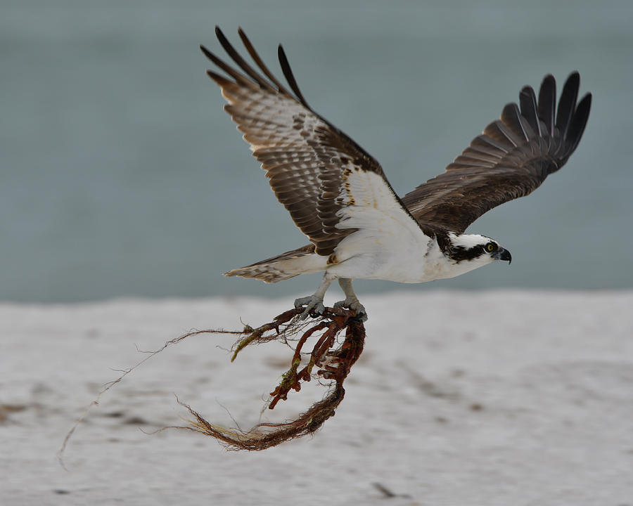 Osprey Flying with Seaweed Photograph by Artful Imagery