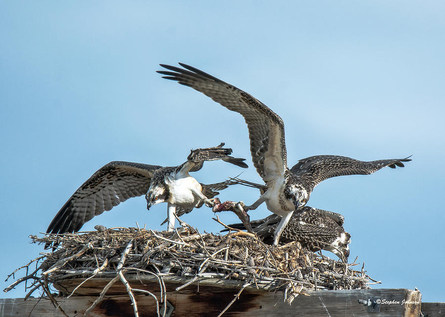 Osprey Food Fight Photograph by Stephen Johnson