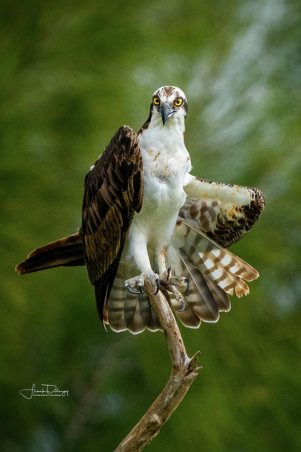 Nature Photograph - Osprey by Frank Delargy