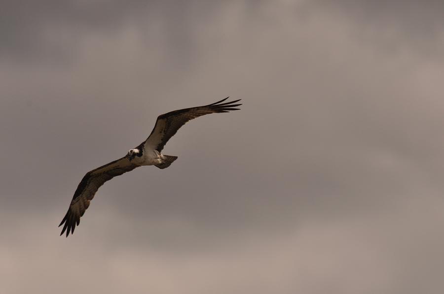 Osprey Photograph by Frank Madia