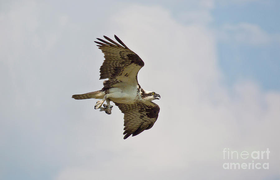 Osprey Going Home with Lunch Photograph by Karen Jorstad