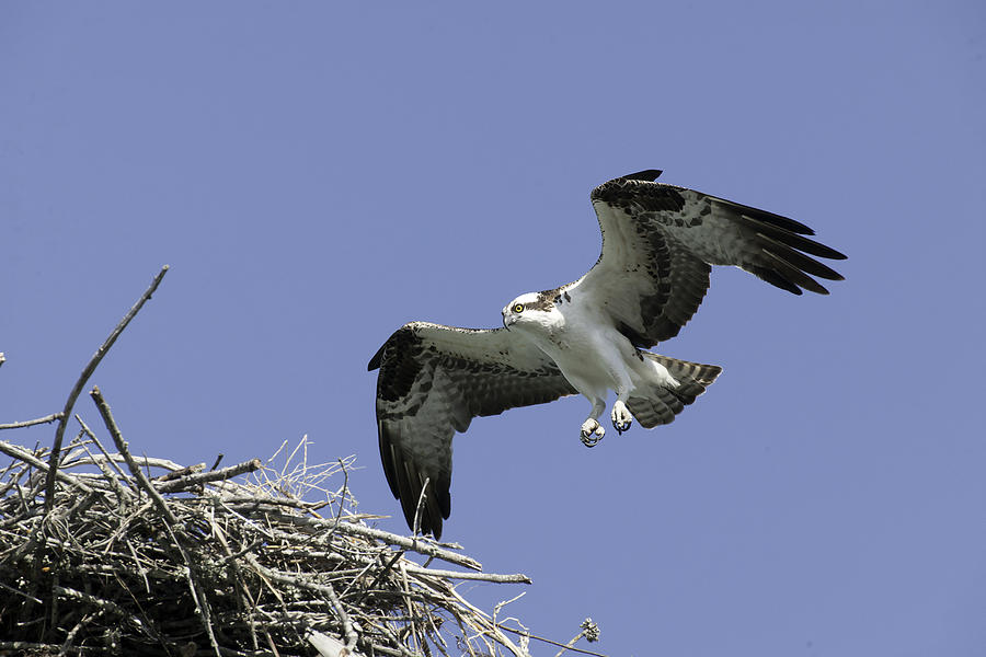 Osprey Photograph by Gouzel -