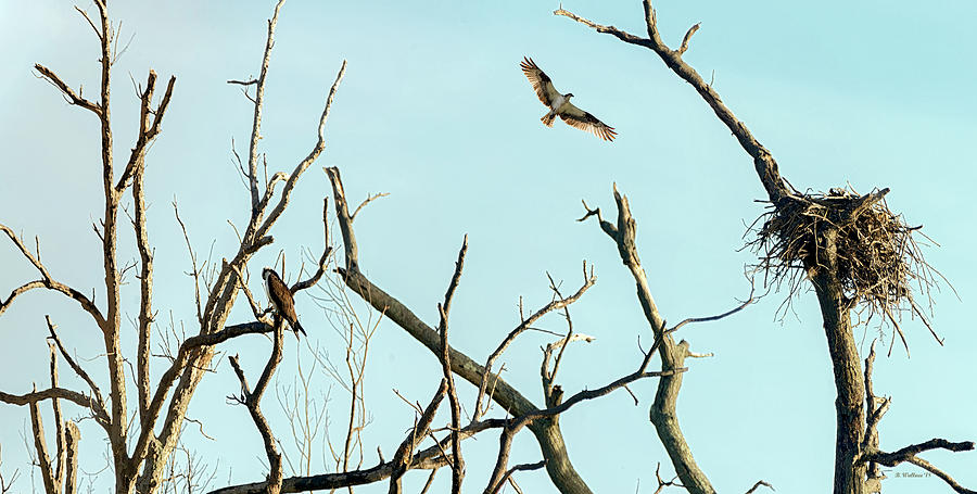 Osprey Habitat Pano Photograph by Brian Wallace