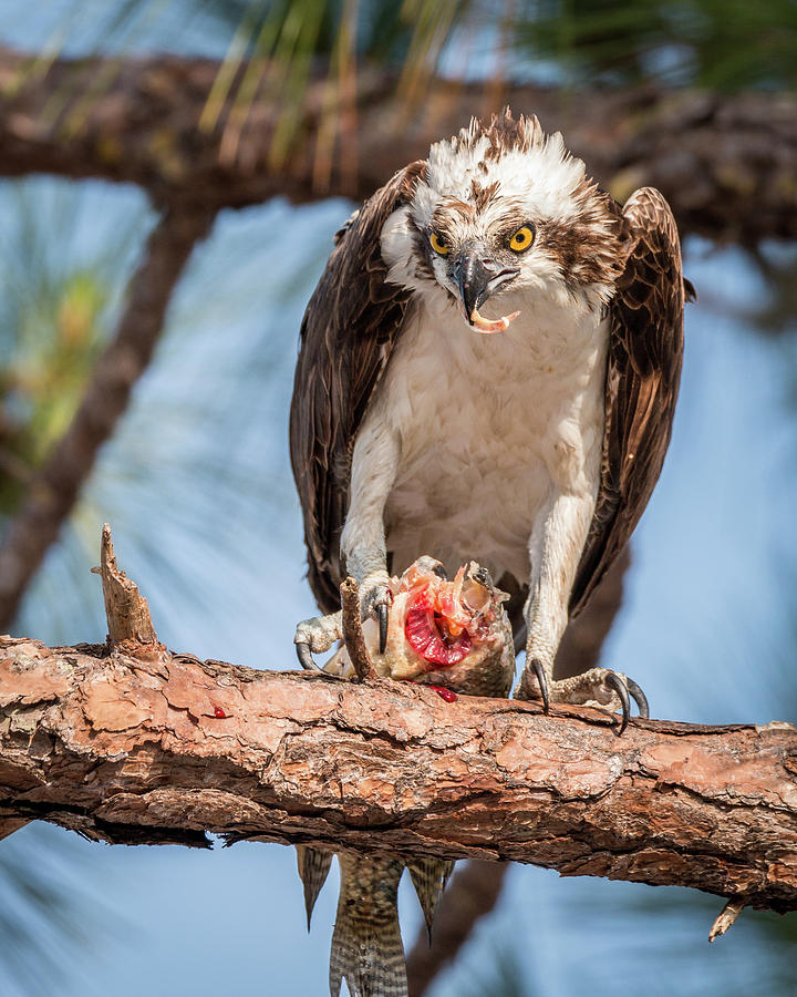 Osprey Hawk eating Photograph by Joe Myeress