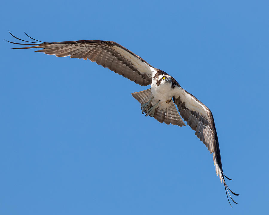 Osprey Hawk in Flight Photograph by Joe Myeress