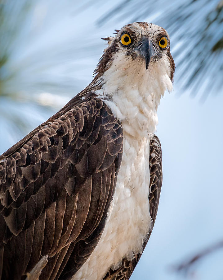 Osprey Hawk Portrait Photograph by Joe Myeress