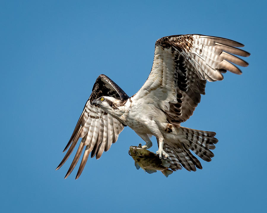 Osprey Hawk with Fish Photograph by Joe Myeress