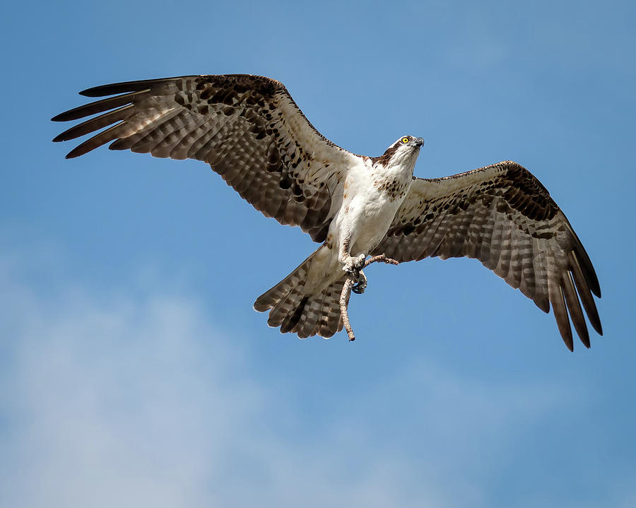 Osprey Hawk with stick Photograph by Joe Myeress
