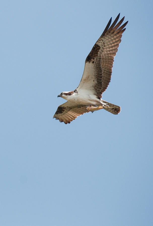 Osprey Here Comes Dinner Photograph by David Waldrop