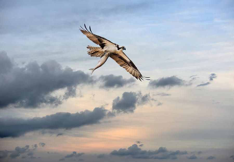 Osprey High Photograph by Patrick Wolf