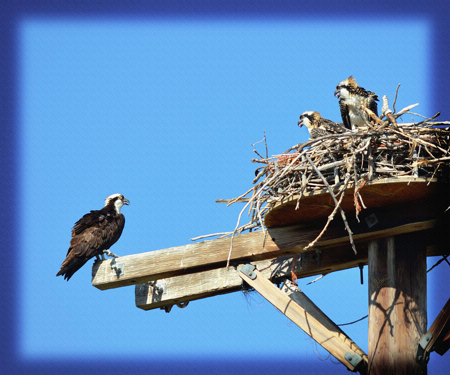 Osprey Home School in Session Photograph by W James Mortensen