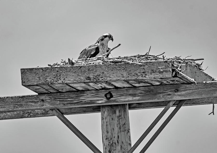 Osprey - Home Sweet Phone Pole bw Photograph by Steve Harrington