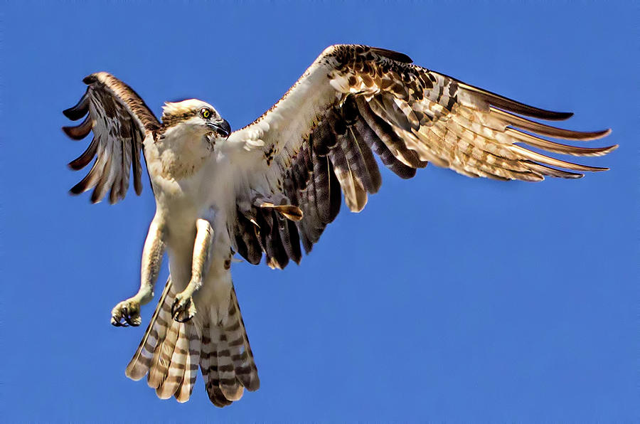 osprey hunting