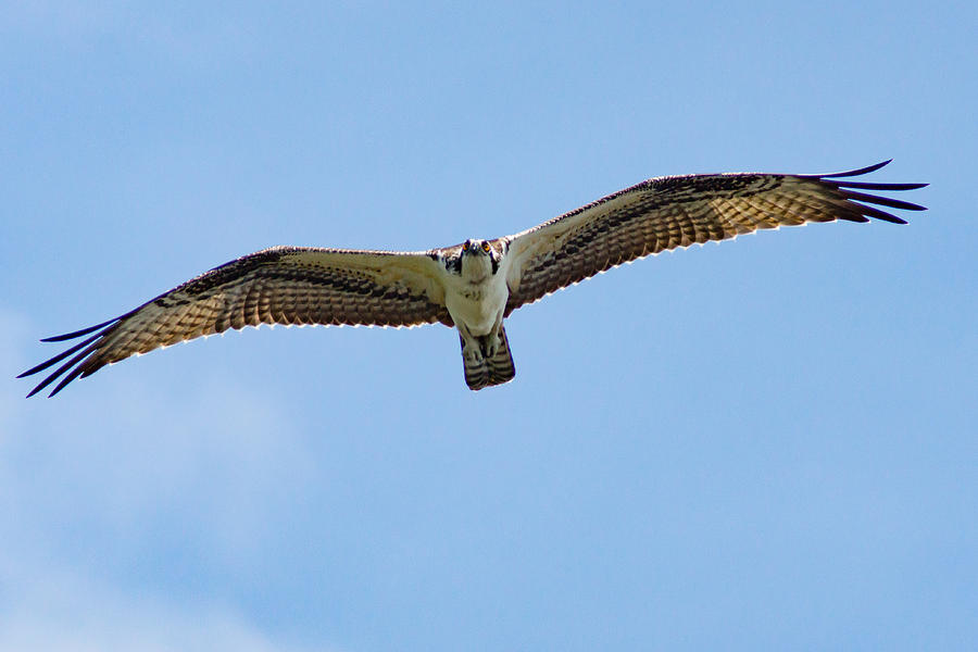 osprey hunting