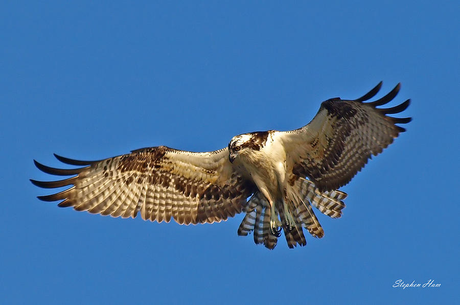 osprey hunting