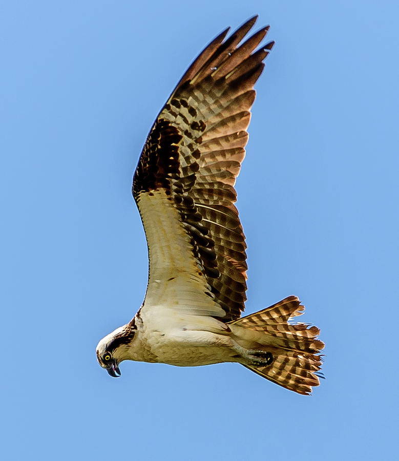 Osprey Hunting Photograph by Jerry Cahill