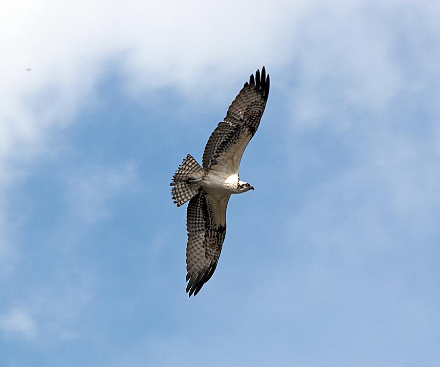 Osprey Hunting Photograph by Kenneth Albin