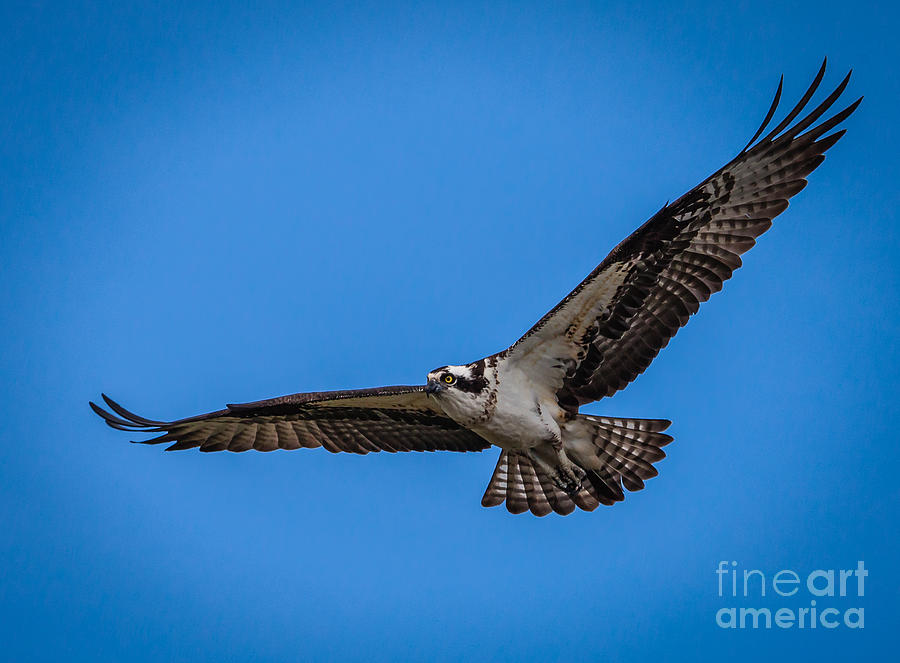 osprey hunting