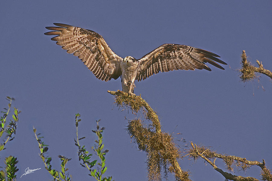 Osprey II Photograph by Phil Jensen