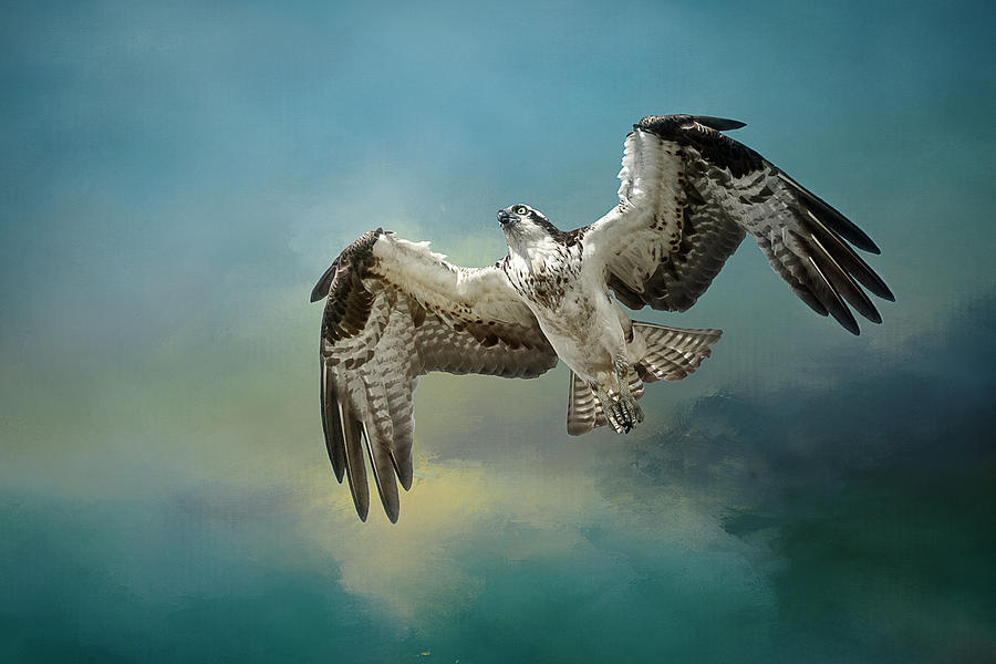 Osprey In A Glide Photograph by Wes and Dotty Weber