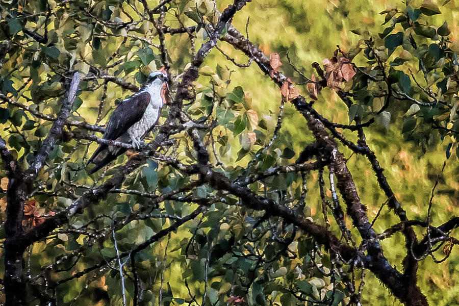 Osprey in a Tree Across the River Photograph by Belinda Greb