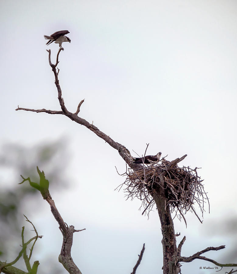 Osprey In A Tree Photograph by Brian Wallace