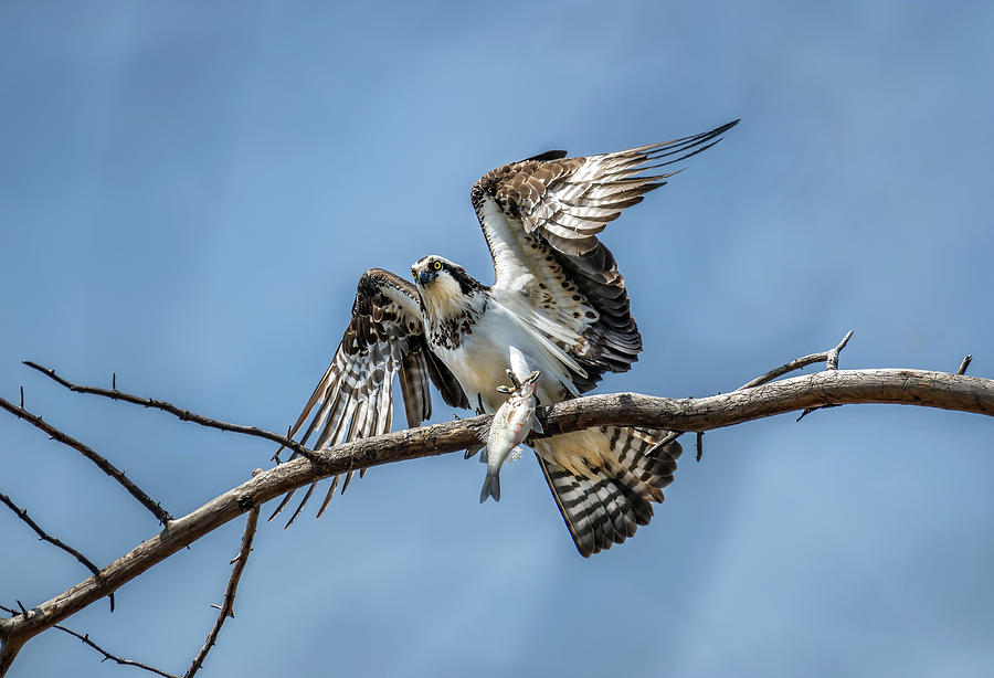 Osprey in a tree holding a fish in talons Photograph by Patrick Wolf