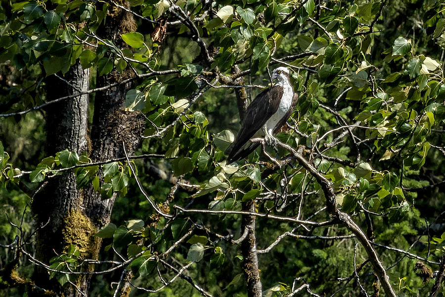 Osprey in a Tree Waiting For Prey Cr Photograph by Belinda Greb