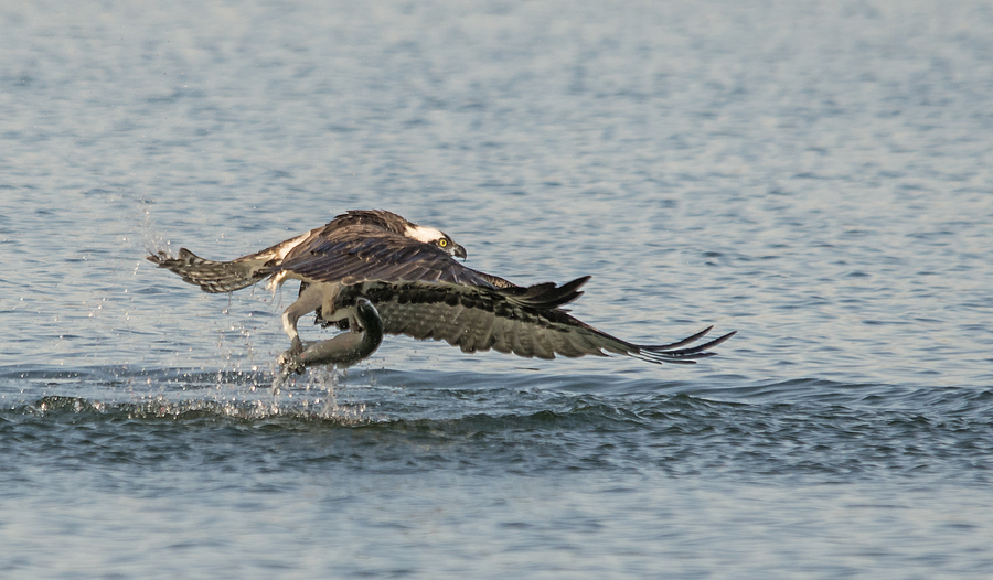 Fish Photograph - Osprey in Action by Loree Johnson