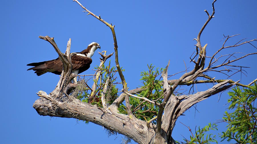 Osprey in Bald Cypress Tree Photograph by Carol Bradley