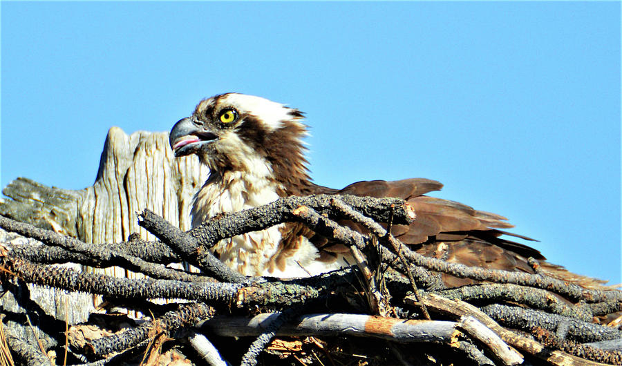 Osprey in Bend Oregon Photograph by Kathy Kelly