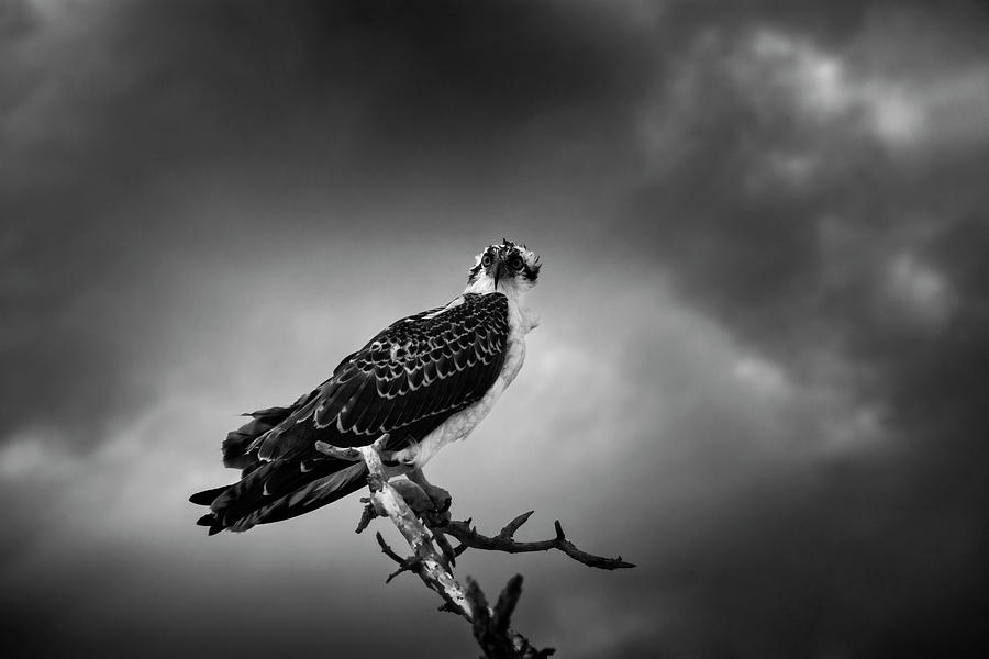 Osprey In Black and White Photograph by Greg and Chrystal Mimbs
