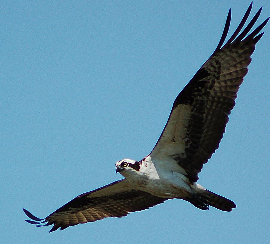 osprey flight