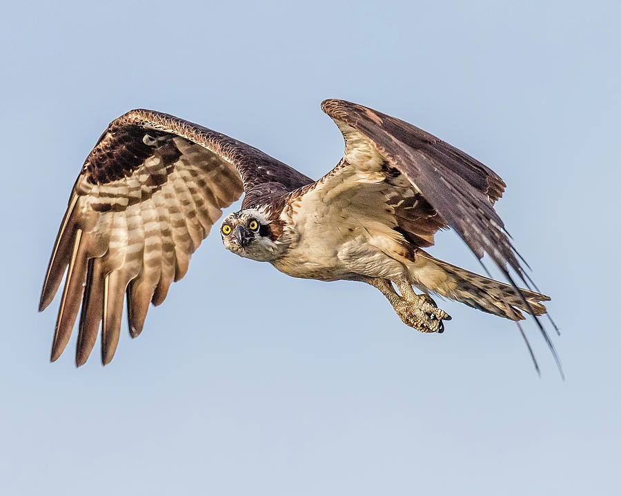 osprey flight