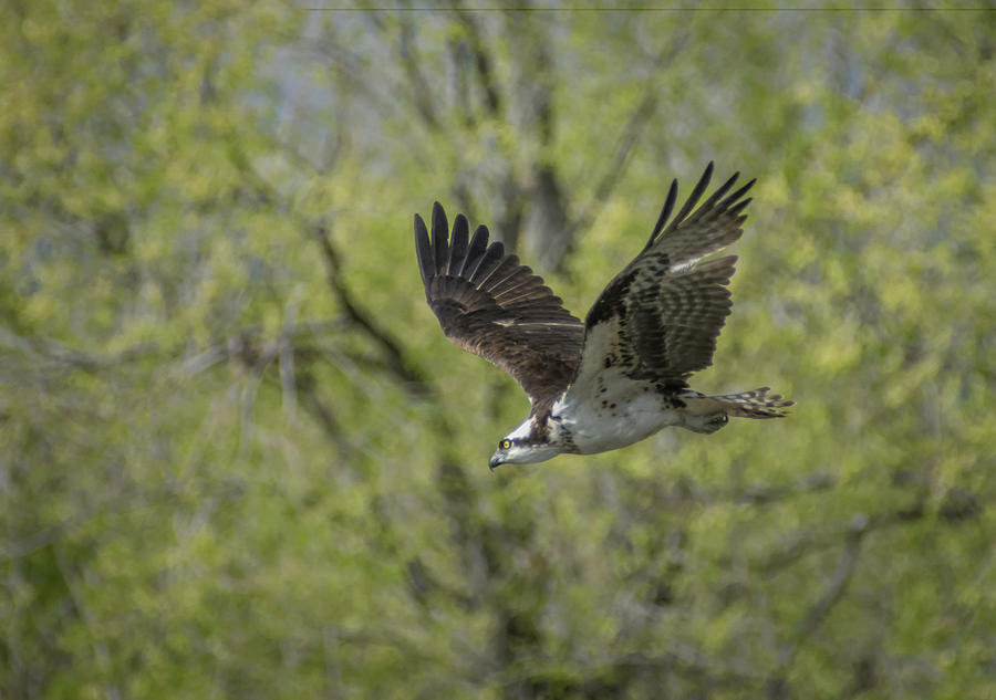 Osprey in Flight 1 Photograph by Rick Mosher